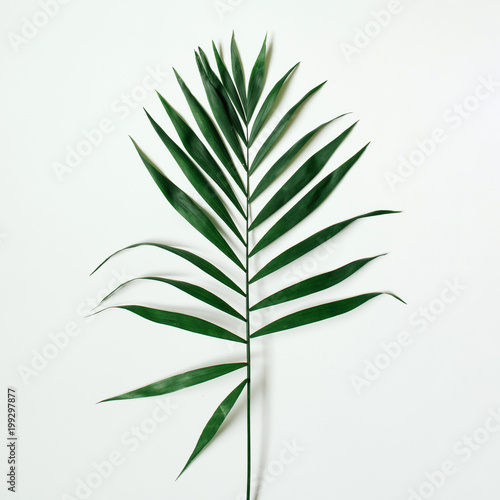 Green tropical palm leaf on white background.