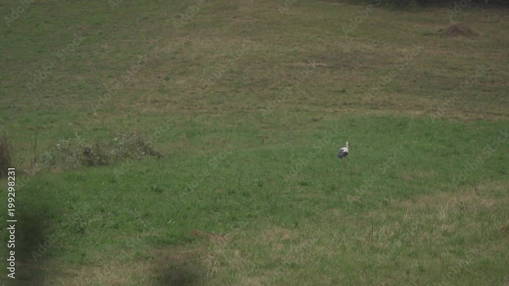 White stork walking on a meadow White stork walking on a meadow