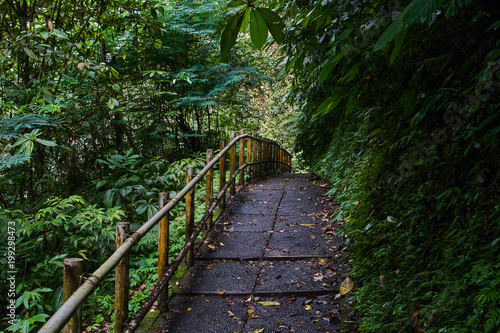 Pathway through the jungle forest