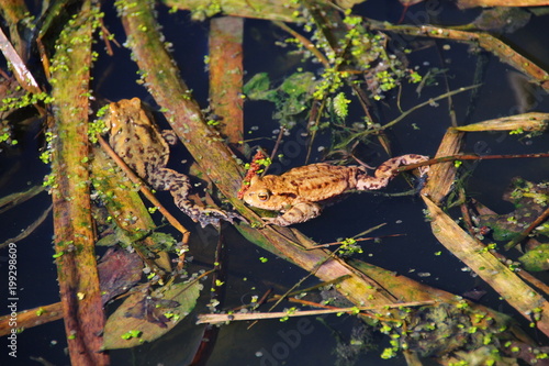 Erdkröten im Teich photo