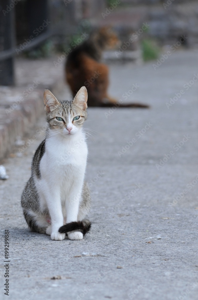 Fototapeta premium イタリアの猫
