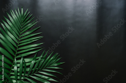 Obraz liście palmowe na ciemnym tle