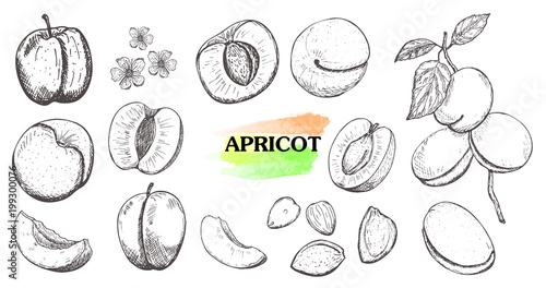 Hand drawn apricot set isolated on white background.