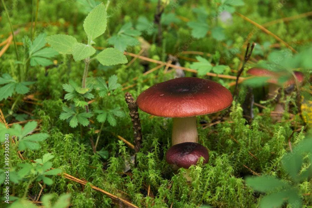 Russula emetica Hongo rojo, Red mushroom Mushrooms in forest, hongo en el bosque Russula emetica Hongo rojo, Red mushroom Mushrooms in forest, hongo en el bosque