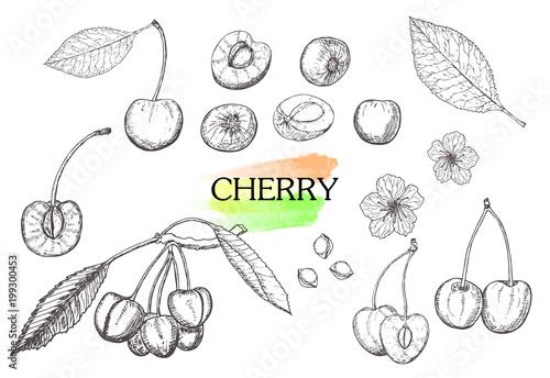 Hand drawn cherry set isolated on white background.