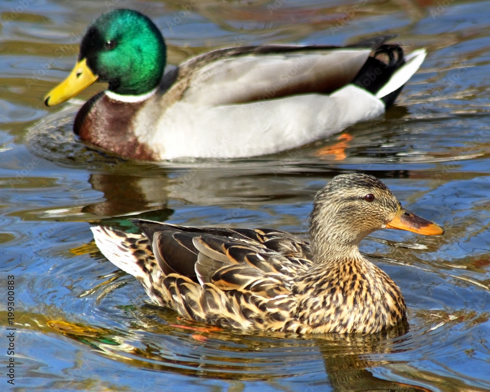 Mallard duck mates swimming together on beautiful blue waters
Mallard duck mates swimming together on beautiful blue waters
