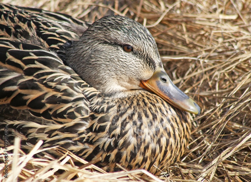 Nesting Mallard duck female laying in a nest of dried grasses 