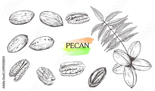 Hand drawn pecan nut set isolated on white background.