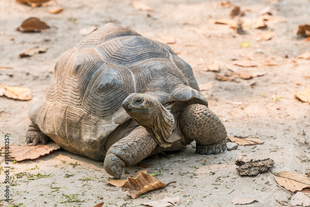 The Aldabra Giant Tortoise is a giant species of Tortoise native to the Aldabra Islands in the Indian ocean. The Aldabra Giant Tortoise is a giant species of Tortoise native to the Aldabra Islands in the Indian ocean.