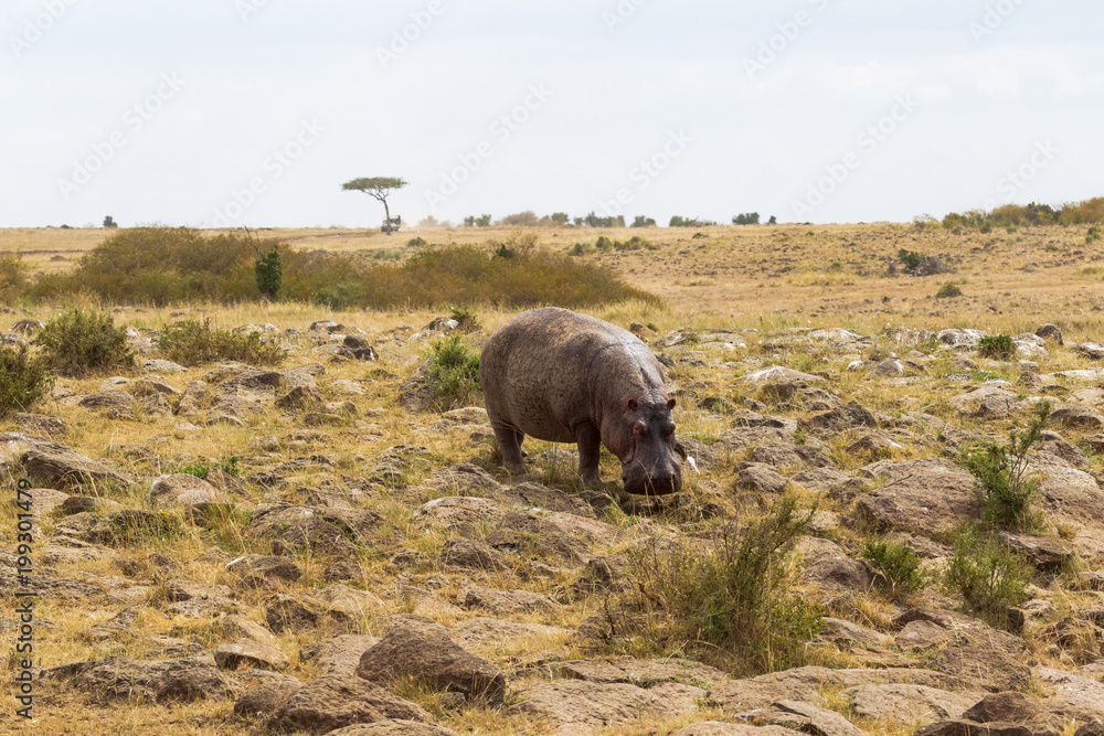 Hippo descends to the bank of the river Mara. Masai Mara, Kenya Hippo descends to the bank of the river Mara. Masai Mara, Kenya
