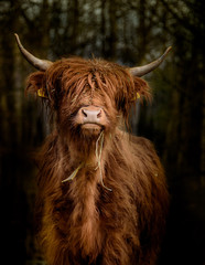 Papier peint photo Le salon Vache Highland écossaise en forêt  © Nicole