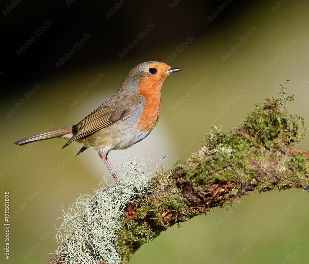 Robin Robin