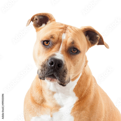 Quadro su tela face beautiful portrait of breed american staff isolated