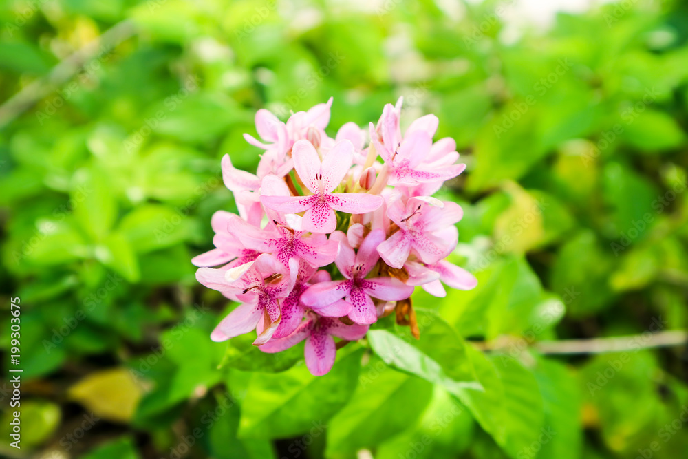 Fototapeta premium american beauty flower is has bouquet and pink color on petals