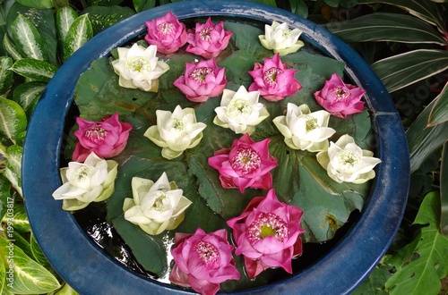 Lotus, Lotusblüte, Lotusknospe, Lotusblätter, Blütenstempel
