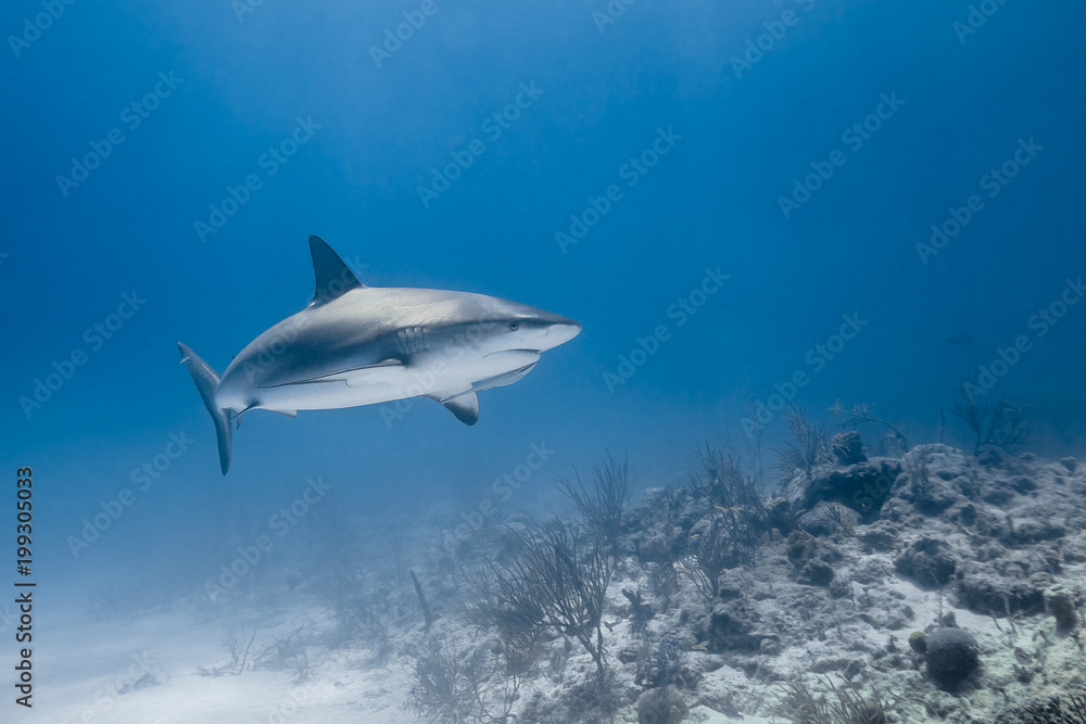 Obraz premium carcharhinus amblyrhynchos grey reef shark