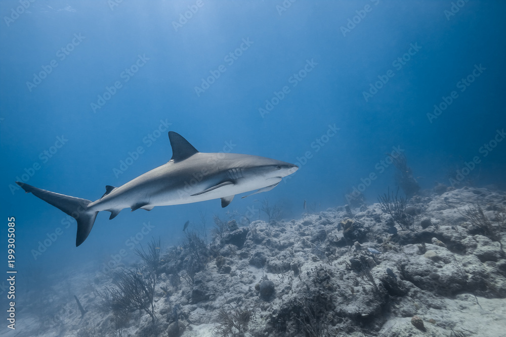 Fototapeta premium carcharhinus amblyrhynchos grey reef shark