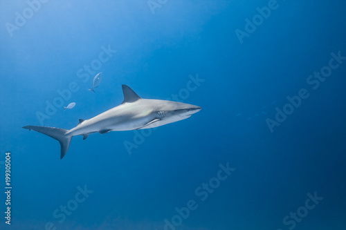 carcharhinus amblyrhynchos grey reef shark © zimagine