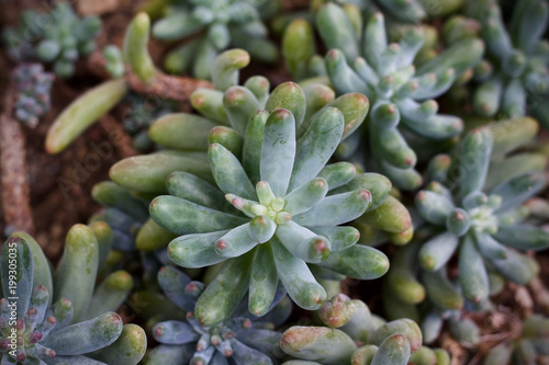 Cactus leaf plant green nature 