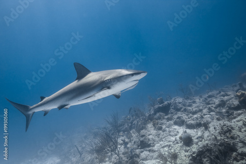 carcharhinus amblyrhynchos grey reef shark
