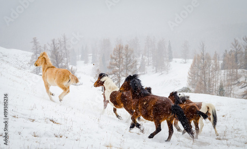 Running horses in the mountains in winter
