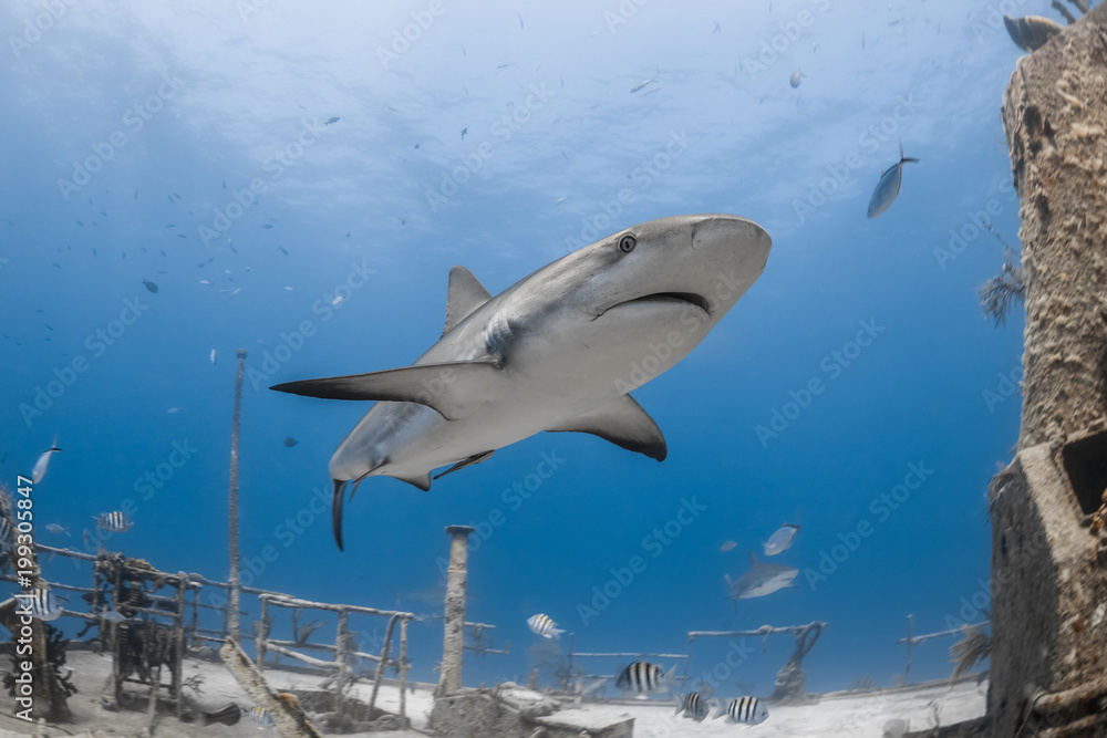 Obraz premium carcharhinus amblyrhynchos żarłacz szary