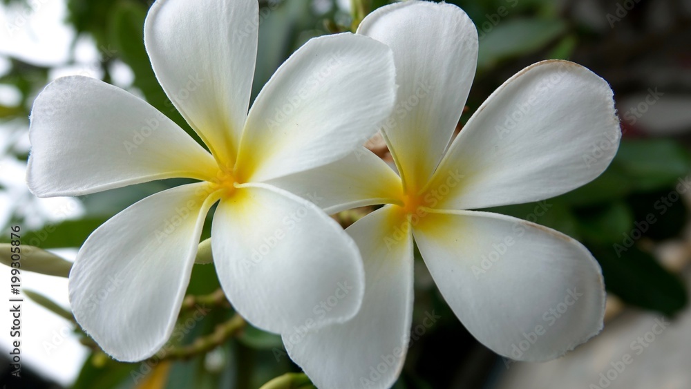 Frangipani, exotischer Blütenbaum Frangipani, exotischer Blütenbaum