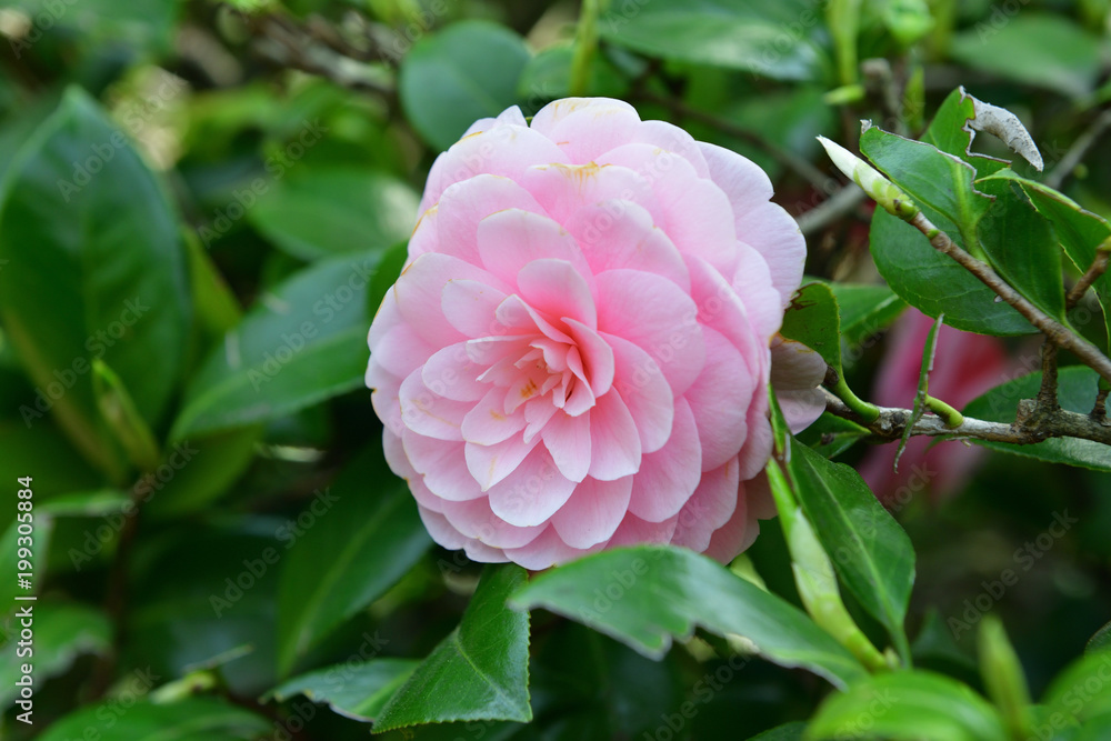 camellia camellia
