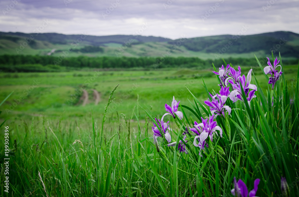 Irises, bright purple flowers in the steppe