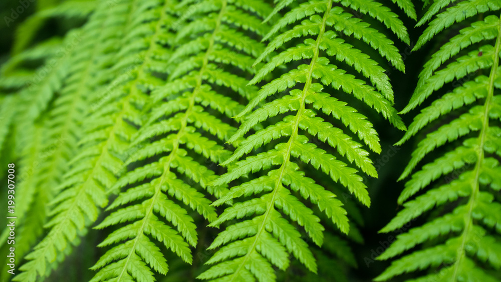 Close up of Fresh green fern leaf texture background.