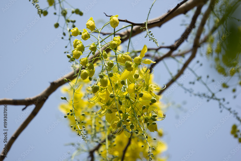 Obraz premium Small Yellow Flower or Cassia fistula flower