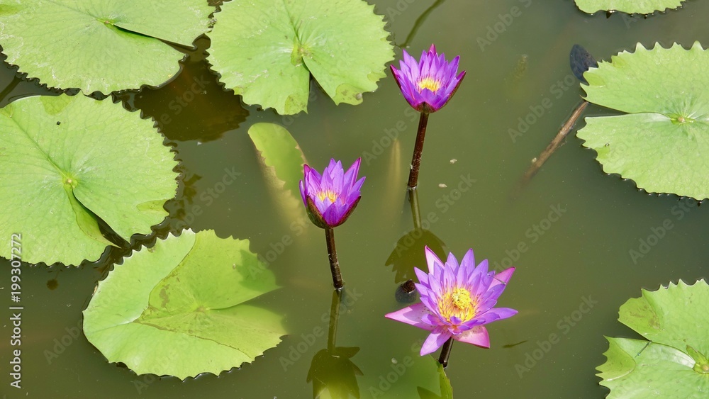 Seerosen im Teich, verschiedene Farben Seerosen im Teich, verschiedene Farben