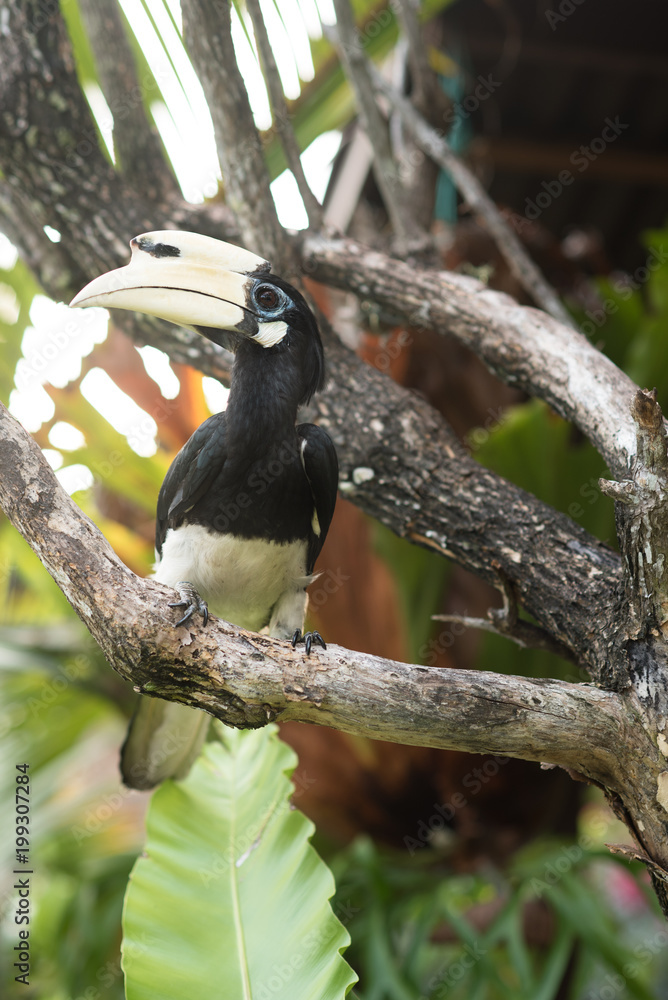 Oriental pied hornbill or Anthracoceros albirostris resting on a branch. hornbill is an exotic bird