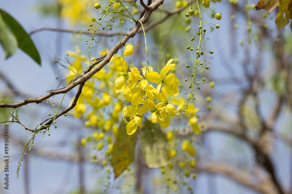 Small Yellow Flower or Cassia fistula flower Small Yellow Flower or Cassia fistula flower