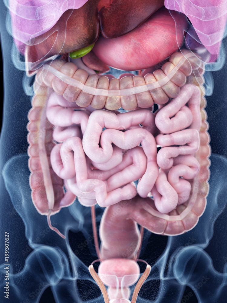 3d rendered medically accurate illustration of the human abdominal Biology Diagrams