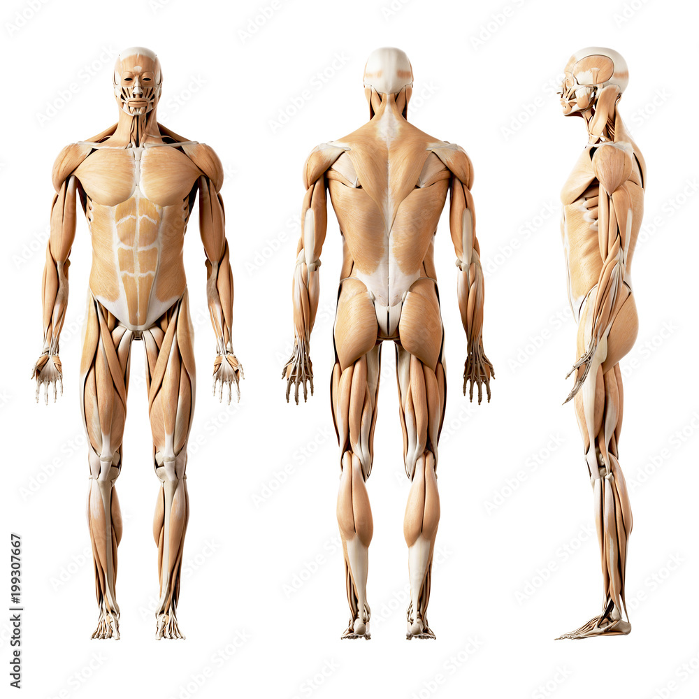 3d rendered medically accurate illustration of the human muscles 3d rendered medically accurate illustration of the human muscles