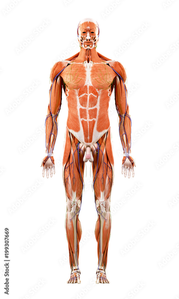 3d rendered medically accurate illustration of the human muscles