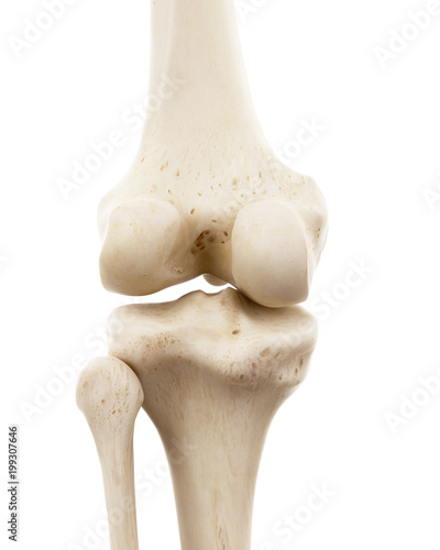 3d rendered medically accurate illustration of the human skeletal knee