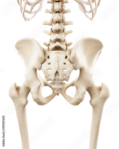 3d rendered medically accurate illustration of the human skeletal hip