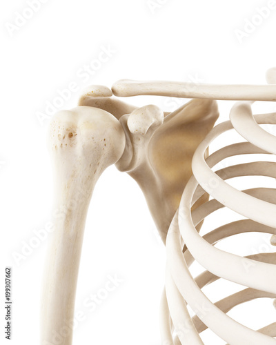 3d rendered medically accurate illustration of the human shoulder bones