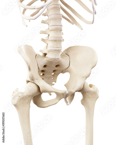 3d rendered medically accurate illustration of the human skeletal pelvis photo