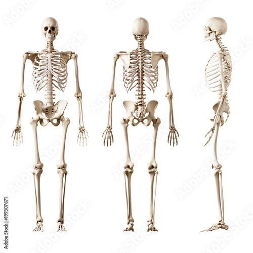 3d rendered medically accurate illustration of the human skeleton photo