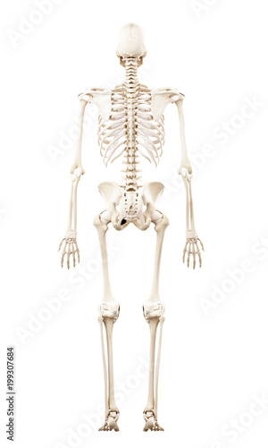 3d rendered medically accurate illustration of the human skeleton © Sebastian Kaulitzki