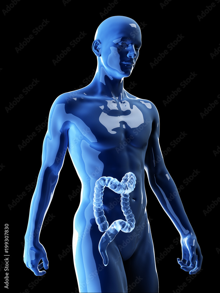 3d rendered medically accurate illustration of the human colon 3d rendered medically accurate illustration of the human colon