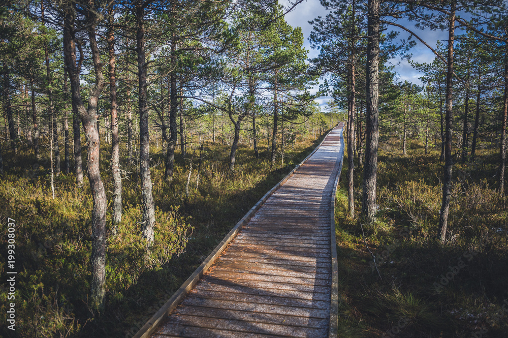 Snow on the Boardwalk. Walkway in forest, early springs in estonian reserve. Landscape.