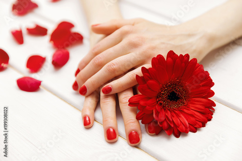 female hands with perfectly manicured red fingernails and flower petals
