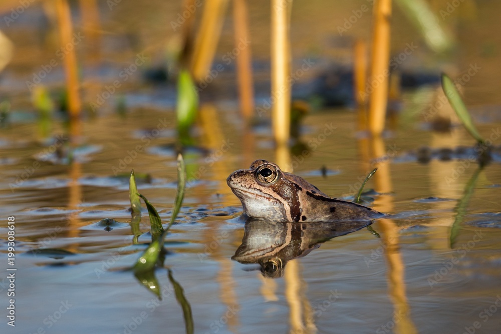 Fototapeta premium Close up Brown frog (Rana temporaria)
