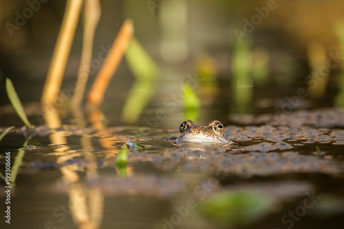 Close up Brown frog (Rana temporaria) photo