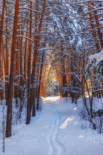 winter forest at sunset with paths in the snow