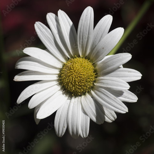 Close-up of Daisy flower  Kenora  Lake of the Woods  Ontario  Canada